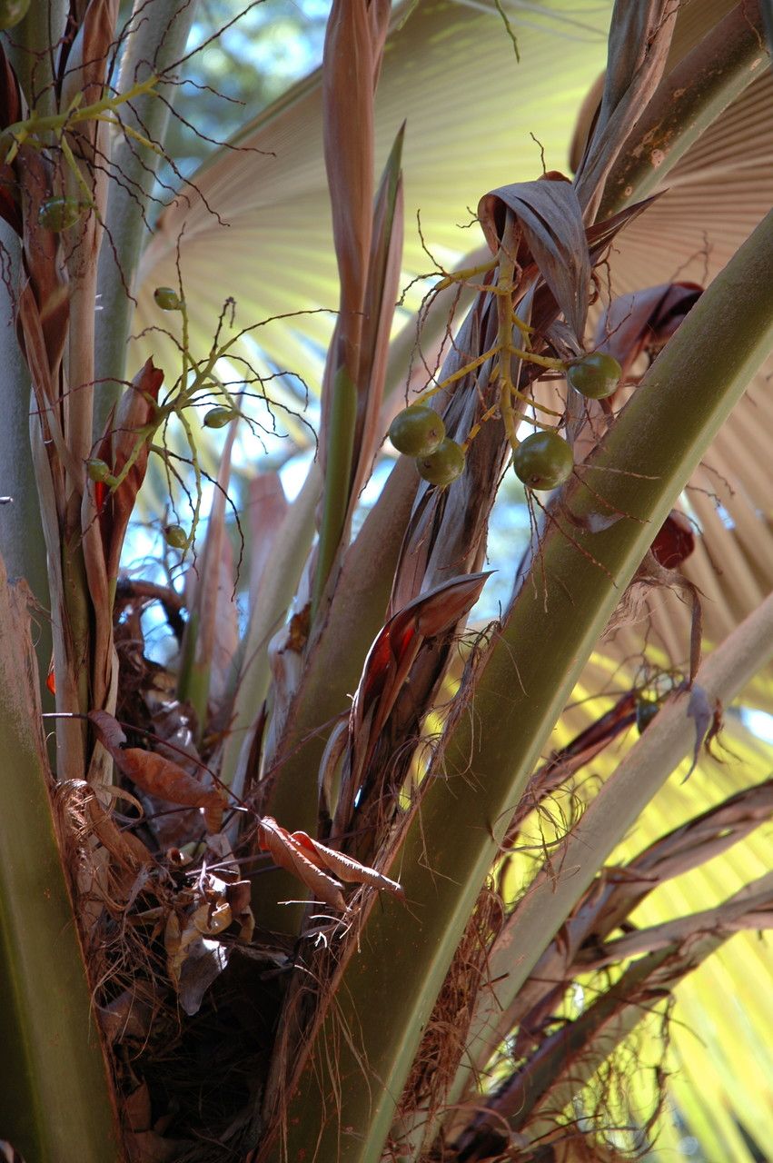 Pritchardia martii flower