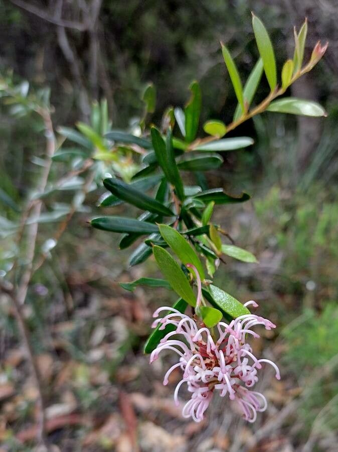 Grevillea sericea habit