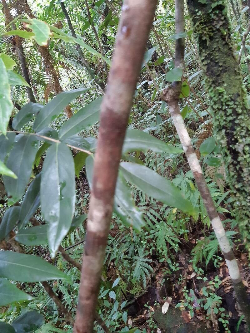 Cnestis glabra bark