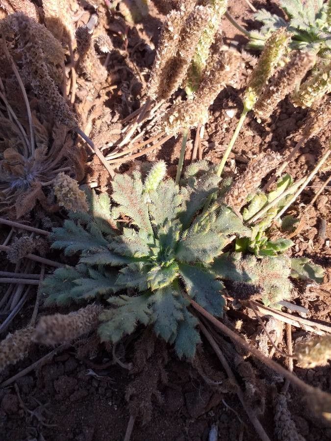 Plantago macrorhiza leaf
