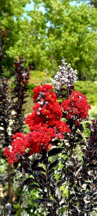 Metrosideros punctata — search result for 'Metrosideros'