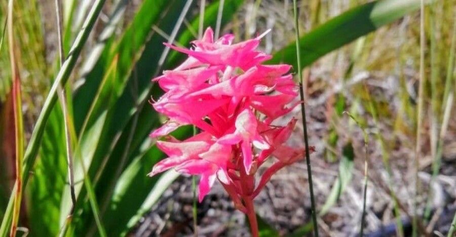 Stenorrhynchos speciosum — houseplant care guide