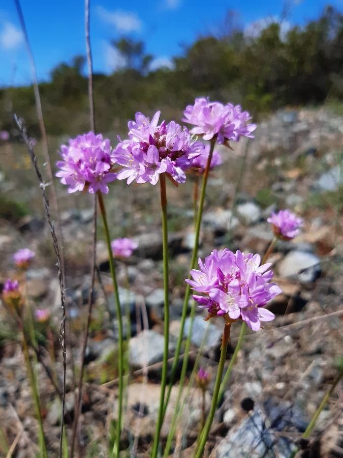 Armeria denticulata habit
