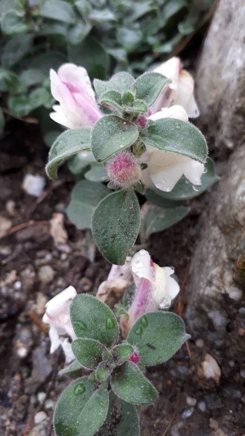 Antirrhinum hispanicum leaf
