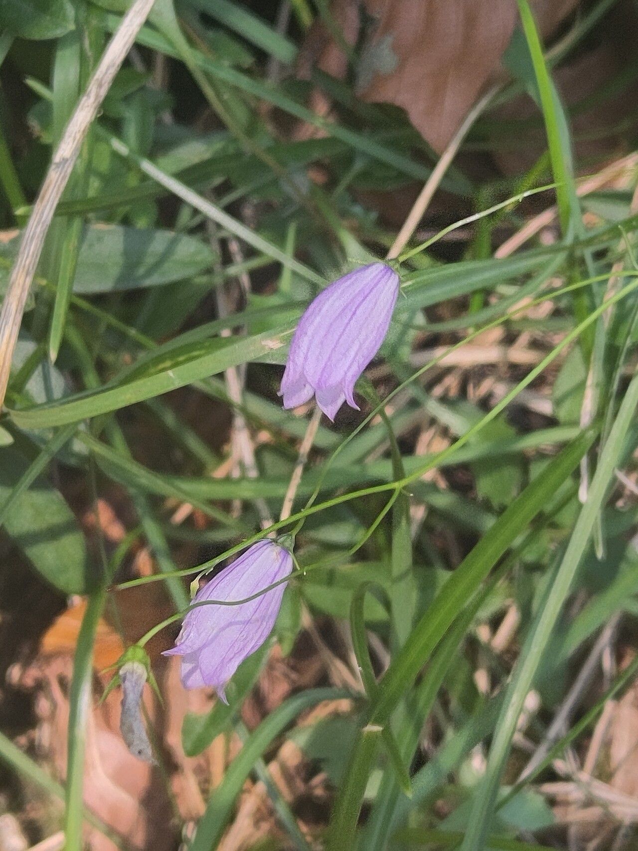 Campanula cespitosa flower