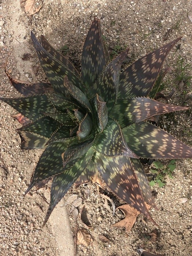 Aloe saponaria x a striata haw — search result for 'Saponaria'