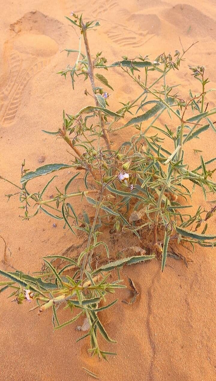 Trichodesma calcaratum habit