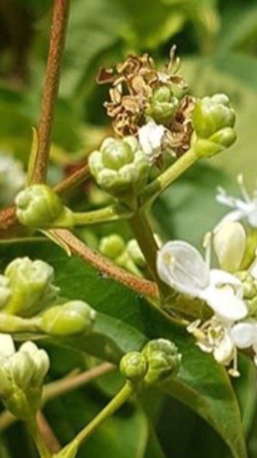 Heptacodium miconioides fruit