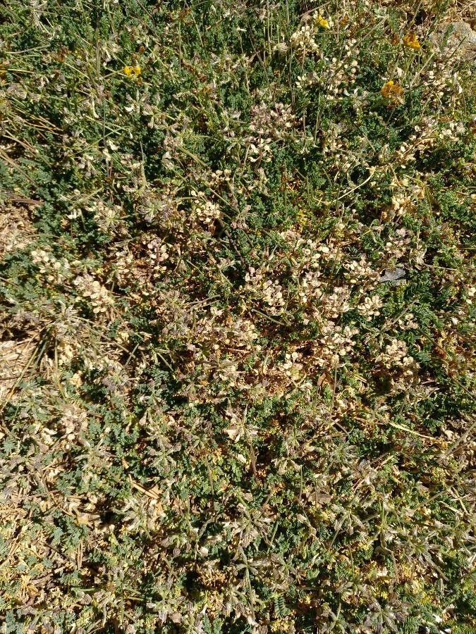 Hippocrepis prostrata habit