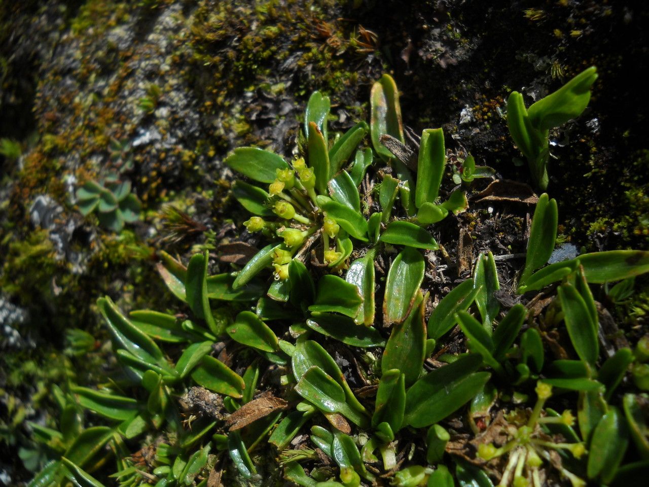 Azorella biloba habit