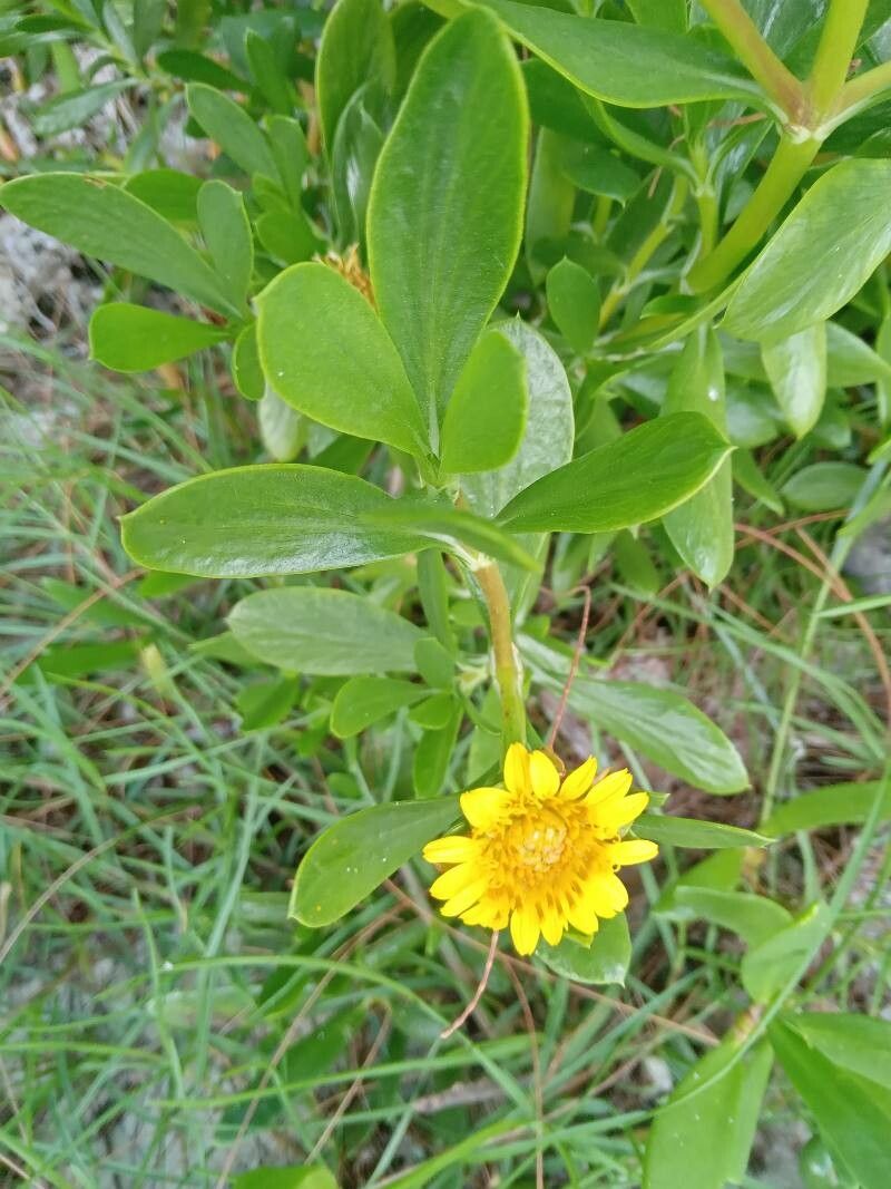 Borrichia frutescens — related species from the same genus