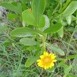 Borrichia frutescens