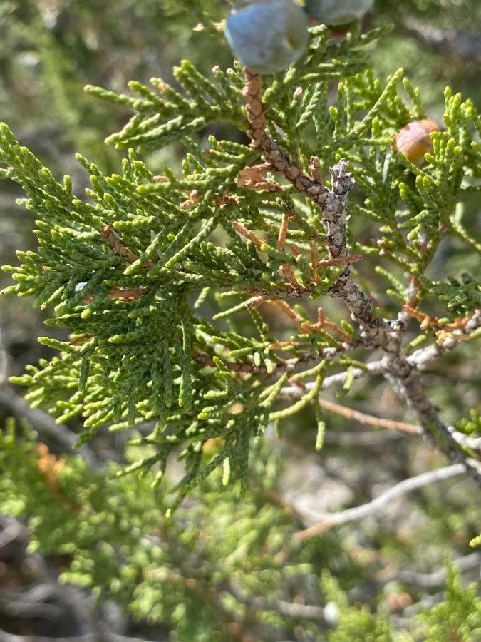 Juniperus thurifera — unique fruits houseplant
