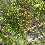 Juniperus thurifera
