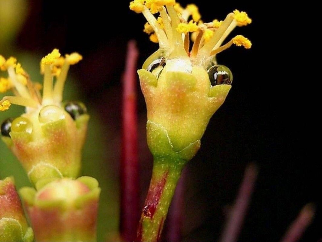 Euphorbia enopla flower