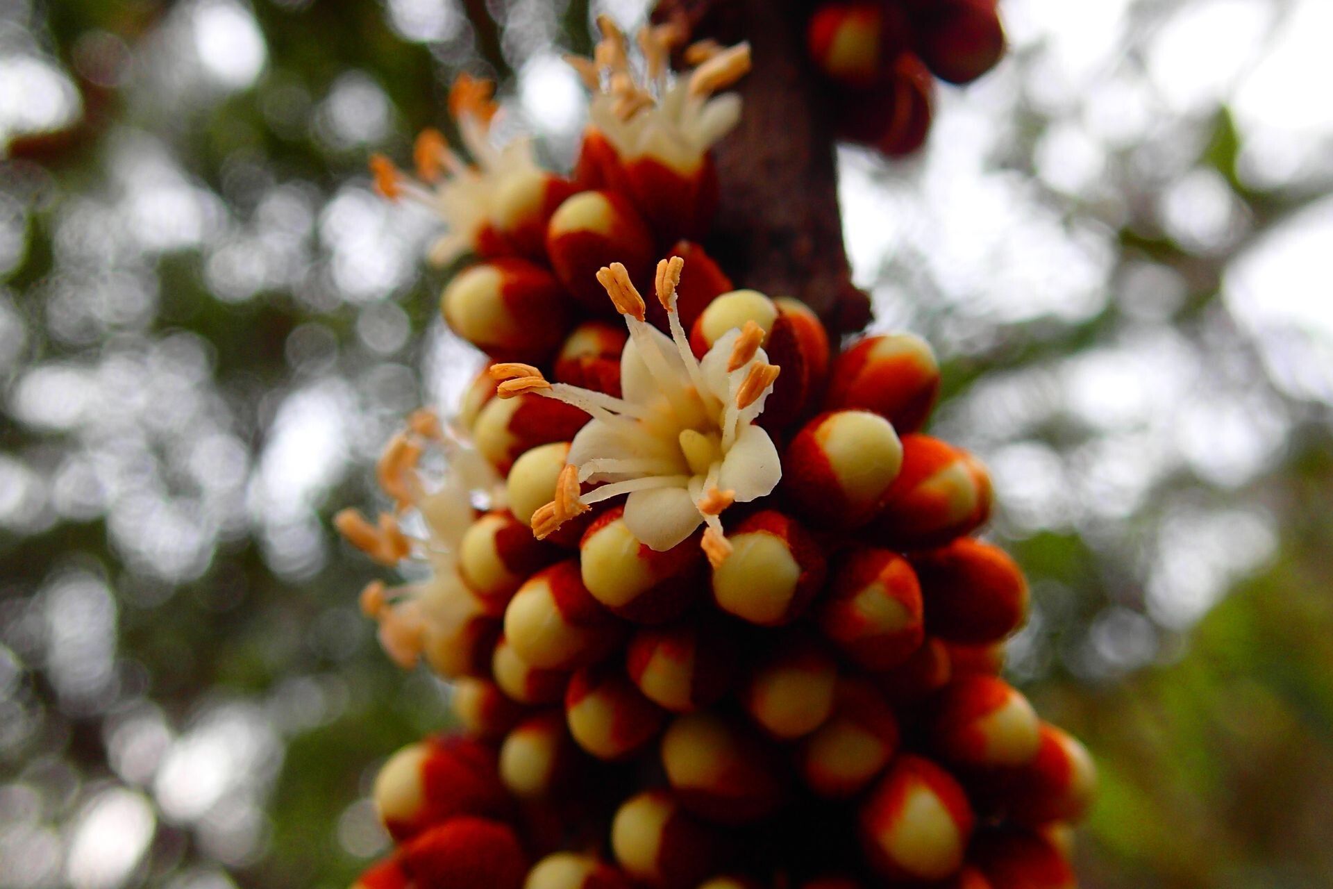 Pycnandra heteromera flower