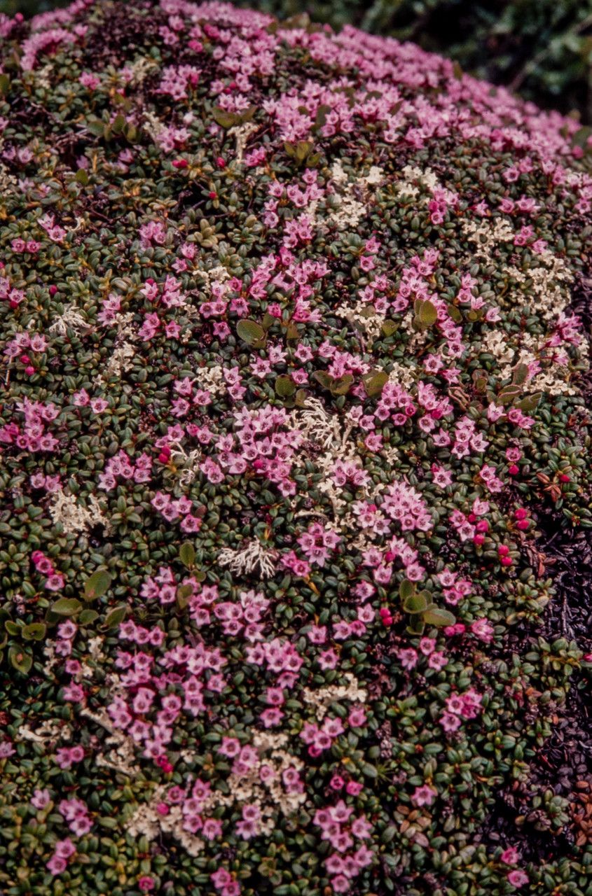 Loiseleuria procumbens habit