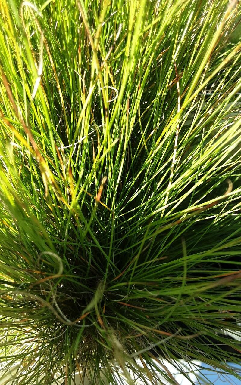 Festuca nigrescens — search result for 'Festuca'