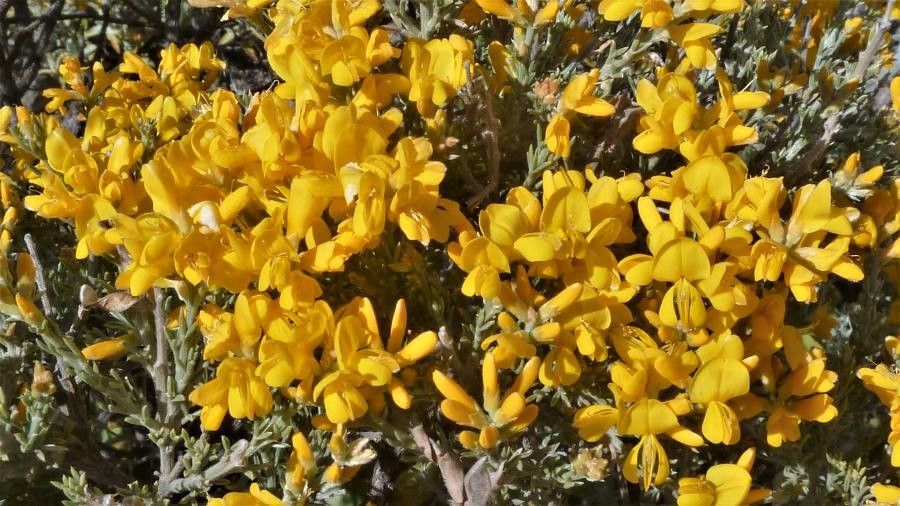Genista microphylla flower