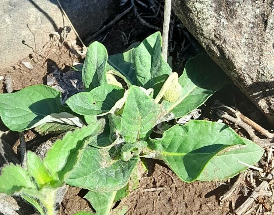 Chaptalia integerrima — related species from the same genus