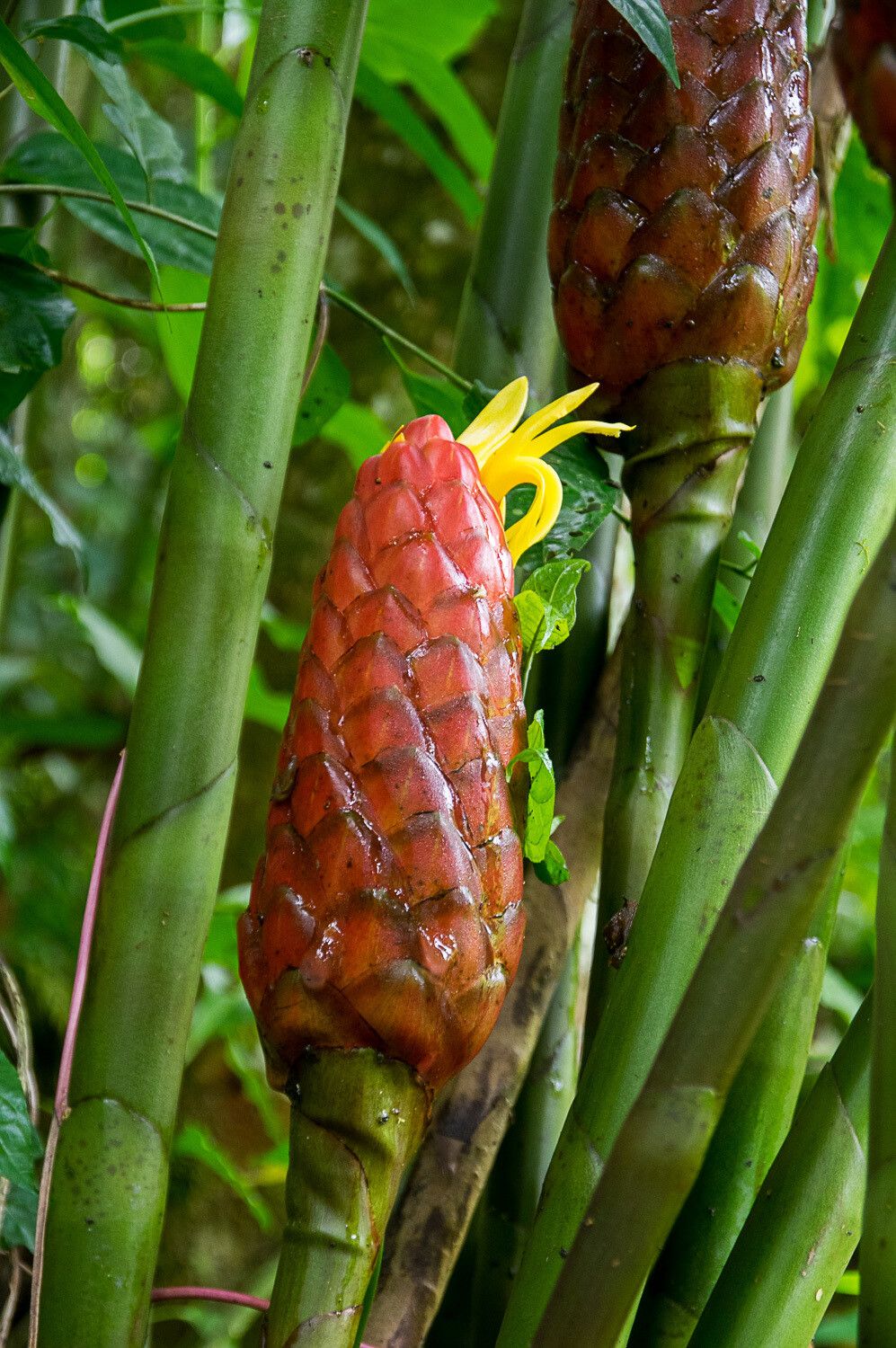 Costus giganteus flower