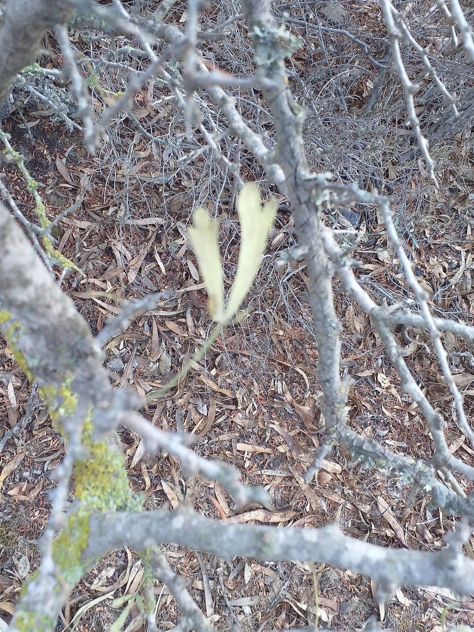 Searsia pentaphylla — search result for 'Algeria'