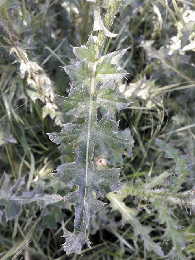 Carduus nigrescens — search result for 'Carduus'