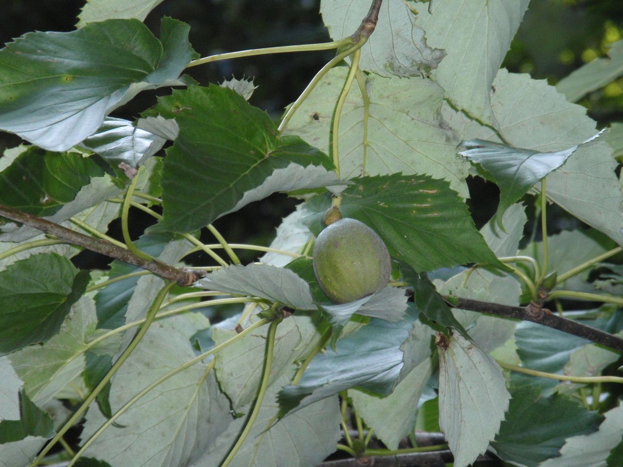 Davidia involucrata fruit