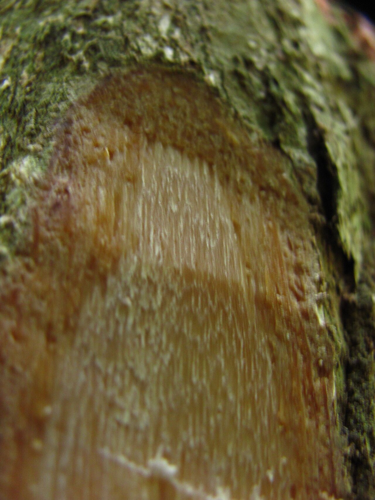 Cleistanthus gabonensis bark