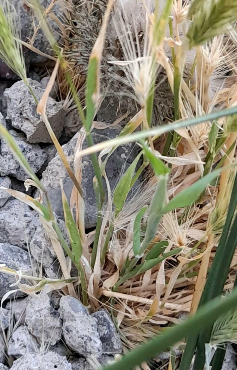 Hordeum comosum — related species from the same genus