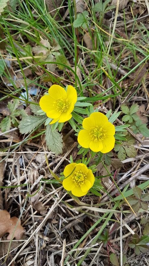 Ranunculus villarsii flower