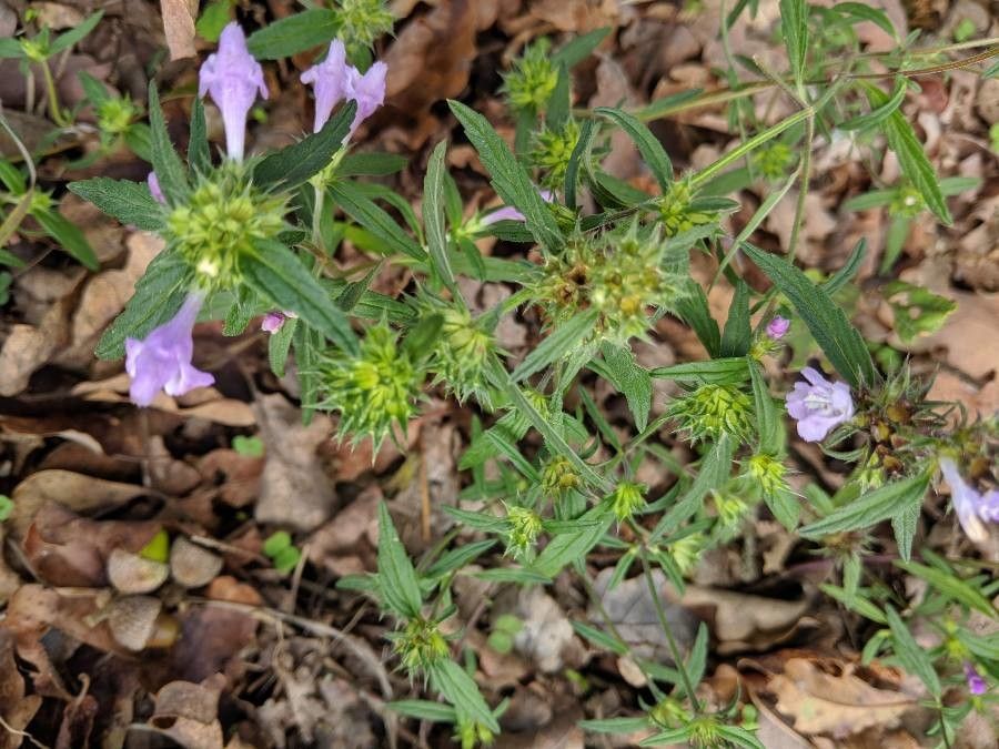 Galeopsis ladanum leaf