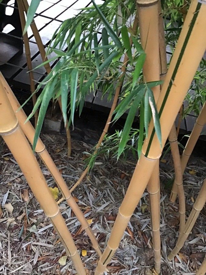 Phyllostachys viridiglaucescens bark