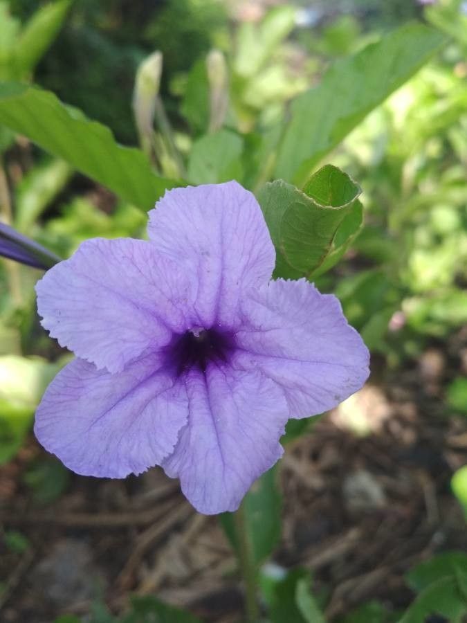 Ruellia tuberosa flower