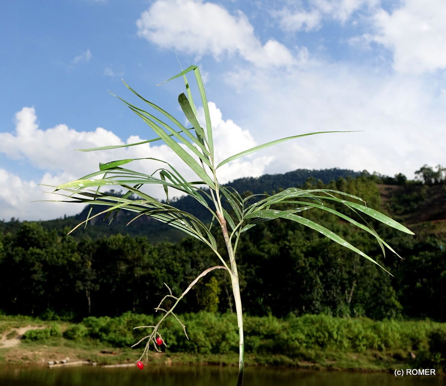 Dypsis thermarum habit