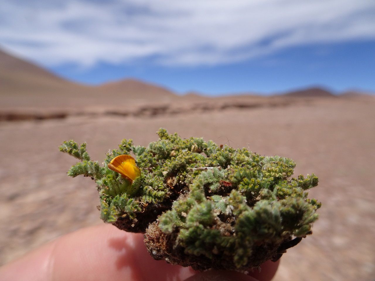 Adesmia occulta flower