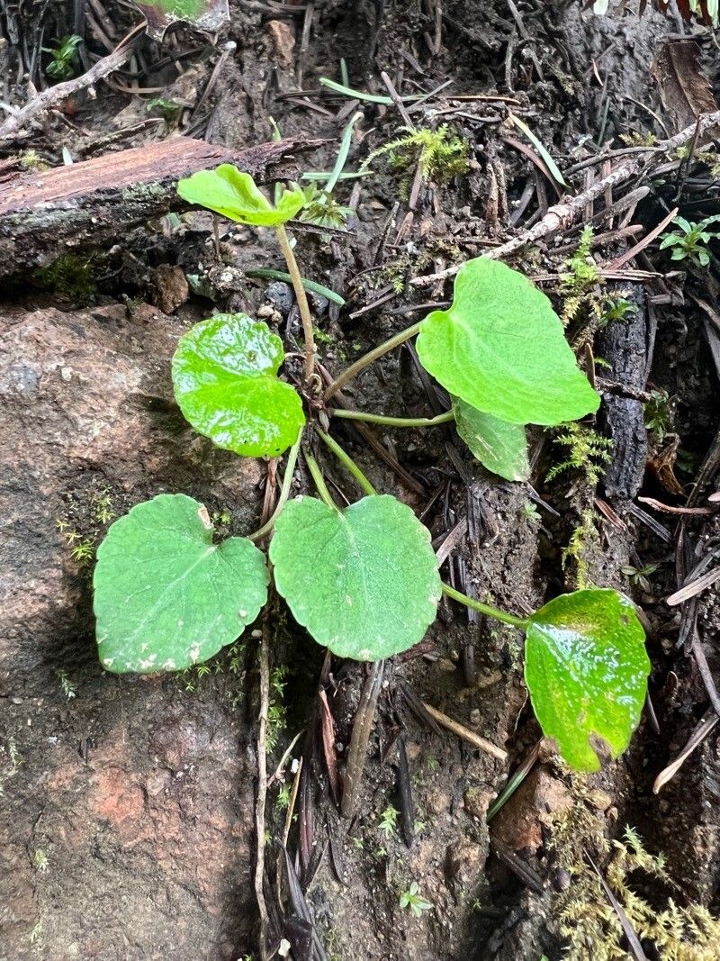 Viola sempervirens — search result for 'Violaceae'