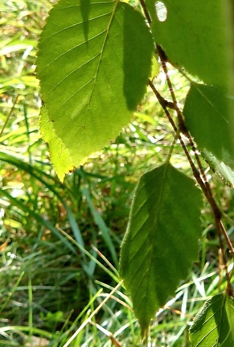 Betula davurica — search result for 'Betula'