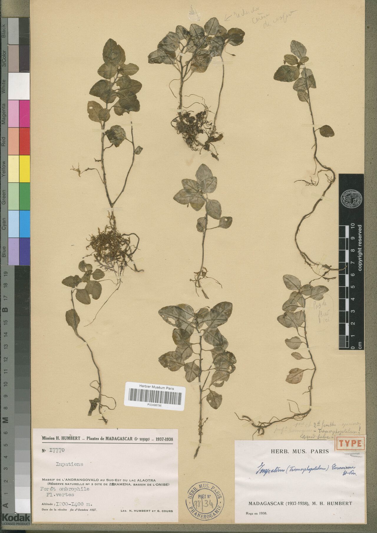 Impatiens coursiana — houseplant care guide