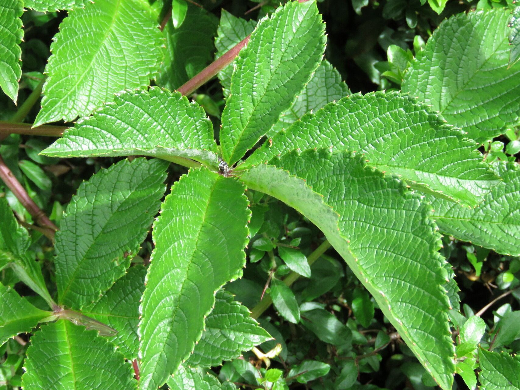 Cyphostemma vandenbrandeanum — houseplant care guide