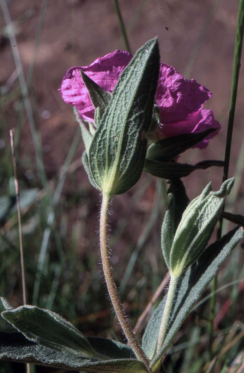 Cistus x timbalii — houseplant care guide