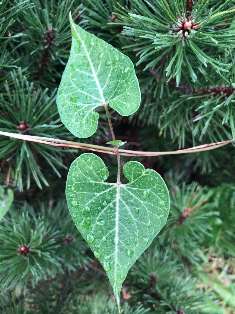 Cynanchum rostellatum leaf