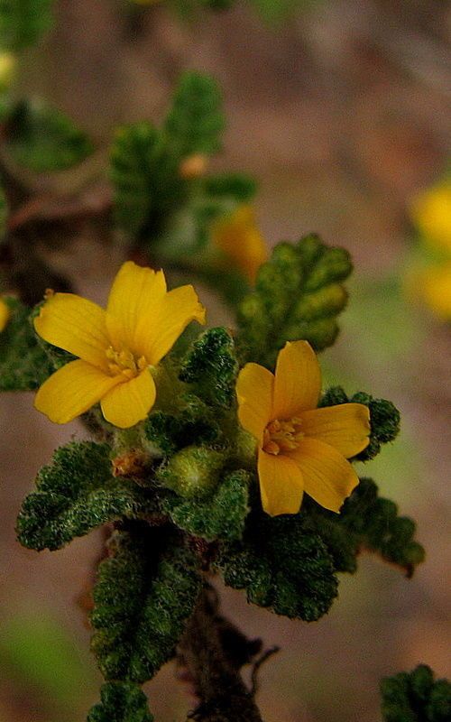 Turnera diffusa habit