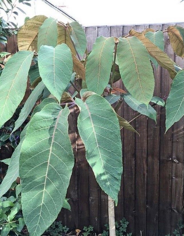 Heptapleurum macrophyllum leaf