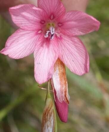 Dierama trichorhizum — search result for 'Dierama'