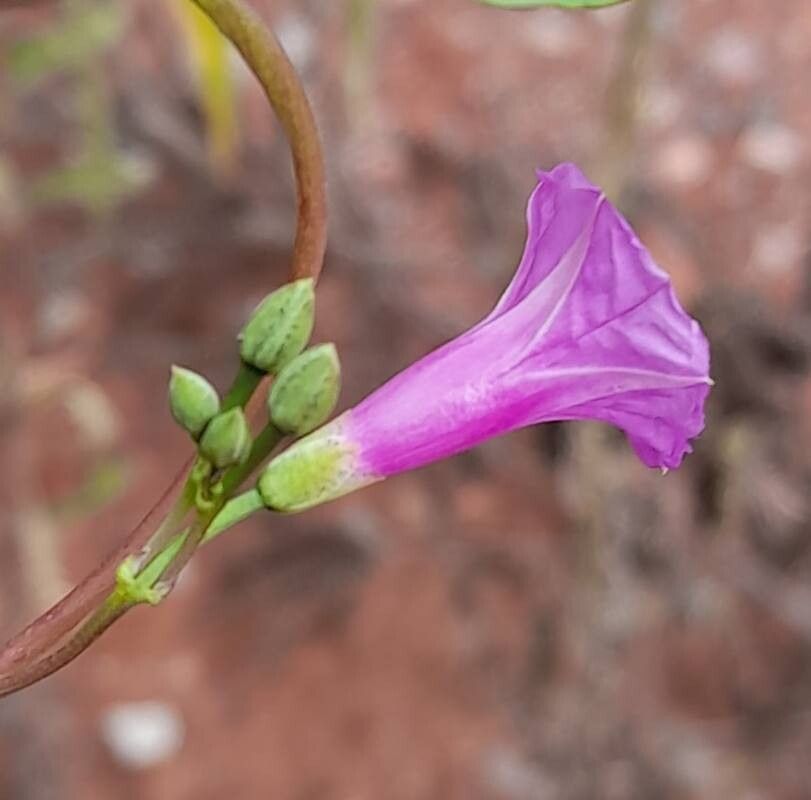 Ipomoea volcanensis — houseplant care guide