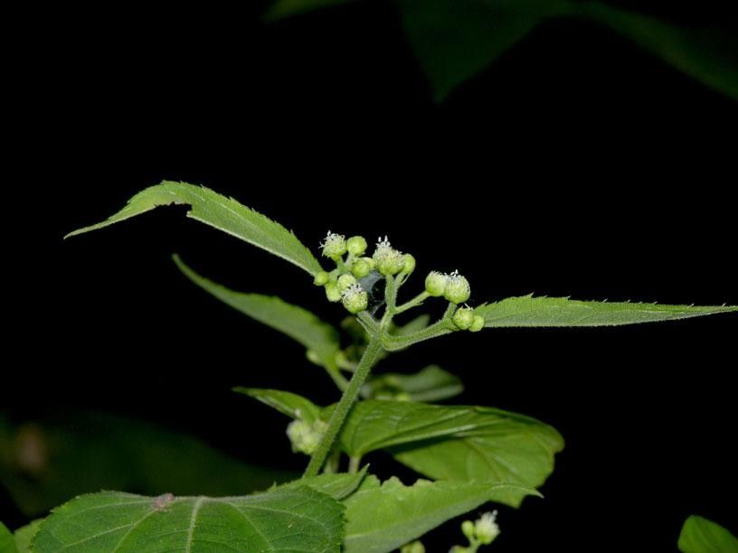 Clibadium eggersii other