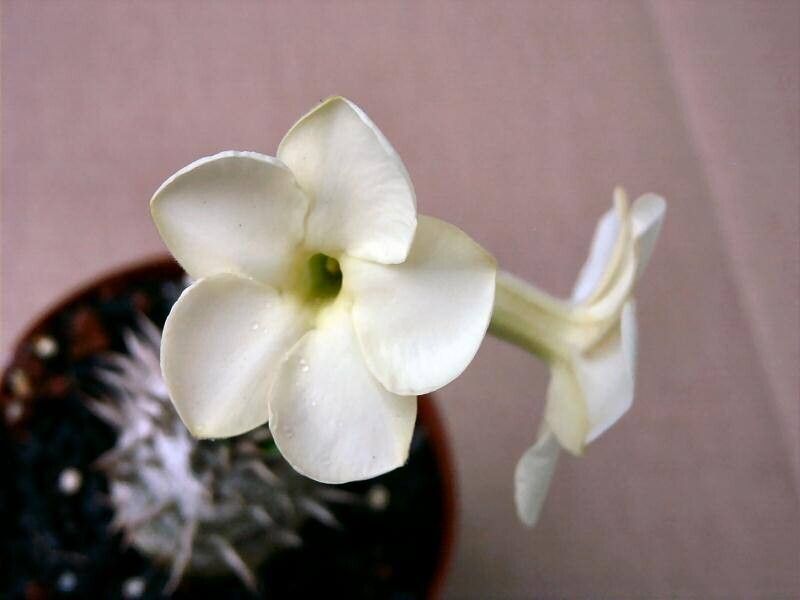 Pachypodium eburneum flower