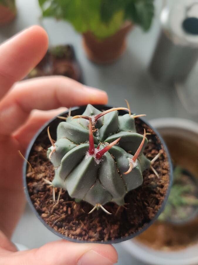 Stenocactus coptonogonus leaf