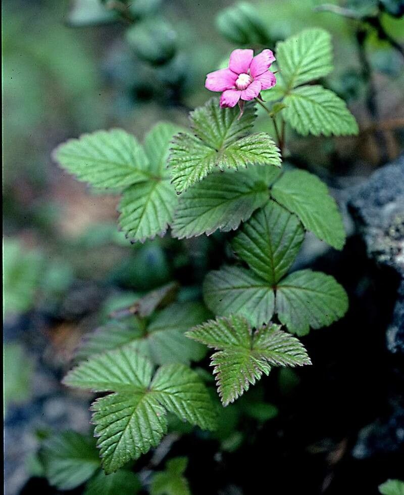 Rubus arcticus flower